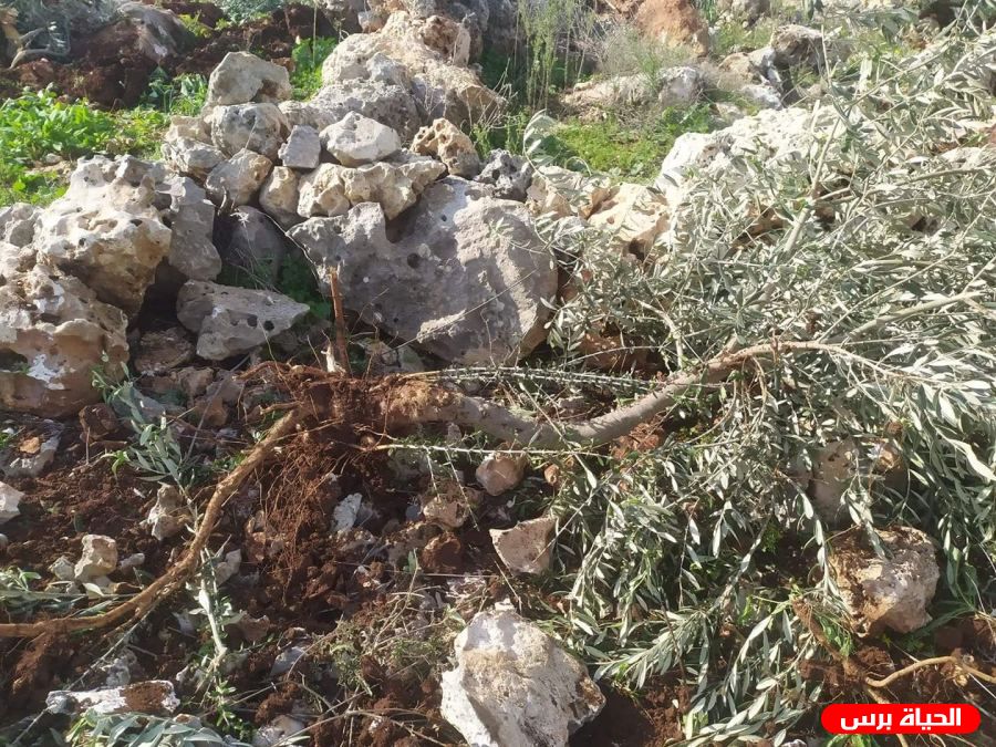 Settlers uproot 13 olive trees in West Bank village